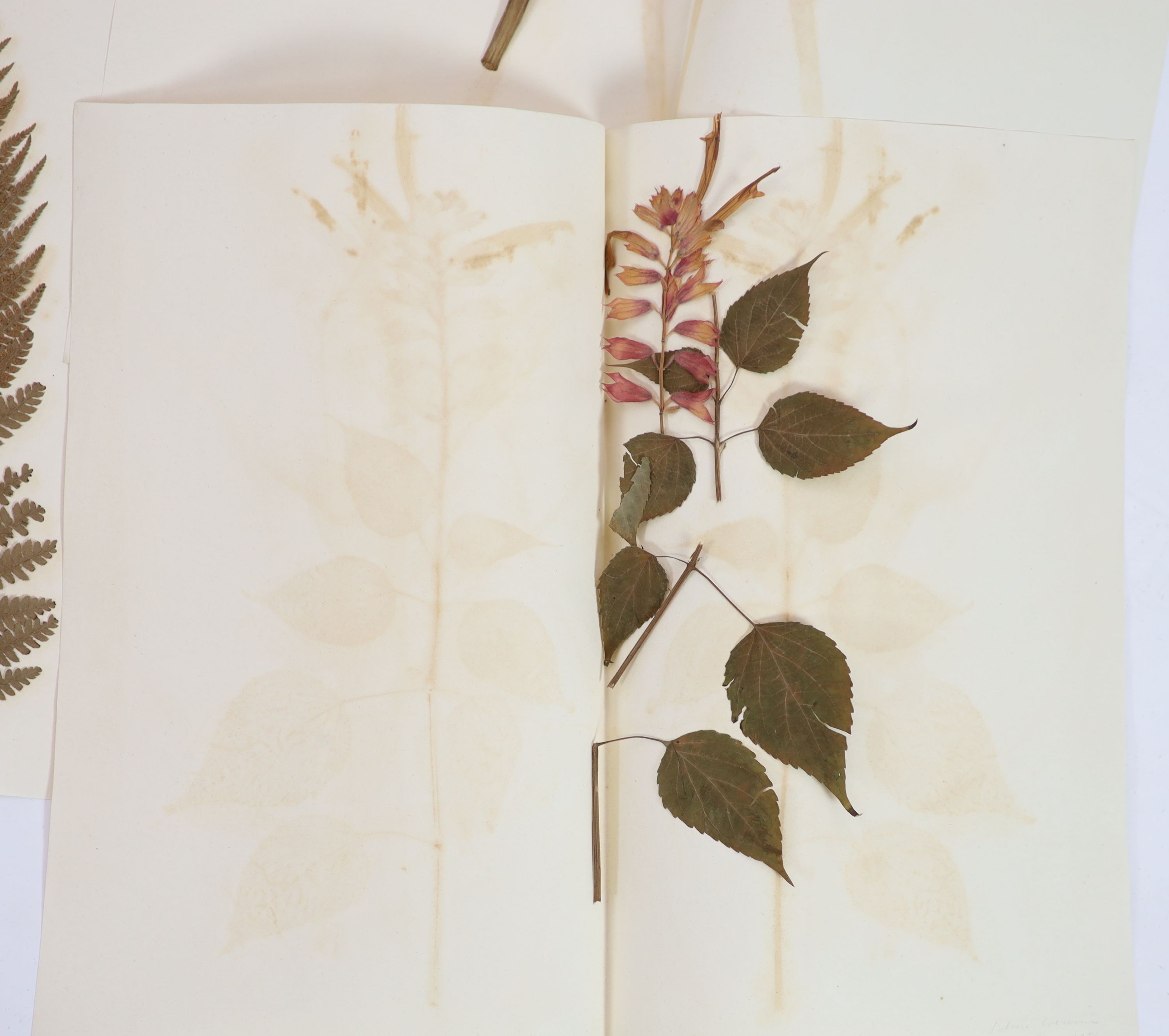 A folio of early 19th century dried botanical specimens on paper, Largest 47 cm X 28 cm (89 specimens)